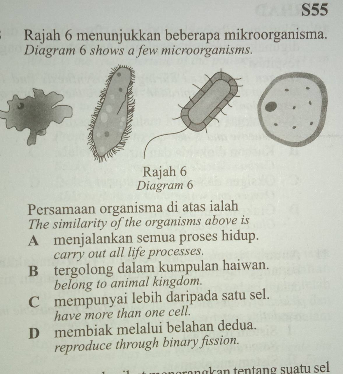 S55
Rajah 6 menunjukkan beberapa mikroorganisma.
Diagram 6 shows a few microorganisms.
Rajah 6
Diagram 6
Persamaan organisma di atas ialah
The similarity of the organisms above is
A menjalankan semua proses hidup.
carry out all life processes.
B tergolong dalam kumpulan haiwan.
belong to animal kingdom.
C mempunyai lebih daripada satu sel.
have more than one cell.
D membiak melalui belahan dedua.
reproduce through binary fission.
rangkan tentang suatu sel