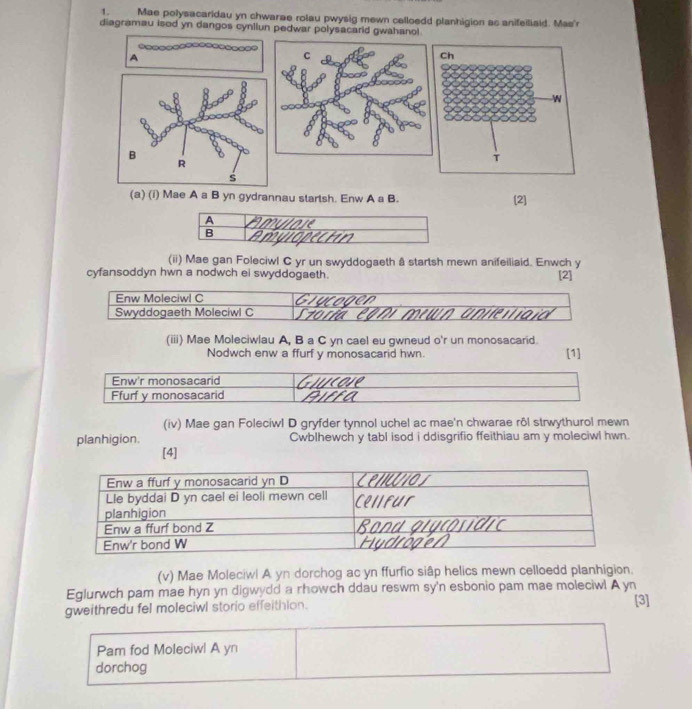 Mae polysacaridau yn chwarae rolau pwysig mewn celloedd planhigion as anifeiliaid. Mas'r 
diagramau isod yn dangos cynllun pedwar polysacarid gwahanol 
A 
C 
B 
R 
s 
(a) (i) Mae A a B yn gydrannau startsh. Enw A a B. [2] 
A tor 
B 
(ii) Mae gan Foleciwl C yr un swyddogaeth â startsh mewn anifeiliaid. Enwch y 
cyfansoddyn hwn a nodwch ei swyddogaeth. [2] 
Enw Moleciwl C 
Swyddogaeth Moleciwl C 
(iii) Mae Moleciwlau A, B a C yn cael eu gwneud o'r un monosacarid. 
Nodwch enw a ffurf y monosacarid hwn. 
[1] 
Enw'r monosacarid 
Ffurf y monosacarid 
(iv) Mae gan Foleciwl D gryfder tynnol uchel ac mae'n chwarae rôl strwythurol mewn 
planhigion. Cwblhewch y tabl isod i ddisgrifio ffeithiau am y moleciwl hwn. 
[4] 
(v) Mae Moleciwl A yn dorchog ac yn ffurfio siập helics mewn celloedd planhigion. 
Eglurwch pam mae hyn yn digwydd a rhowch ddau reswm sy'n esbonio pam mae moleciwl A yn 
gweithredu fel moleciwl storio effeithlon. [3] 
Pam fod Moleciwl A yn 
dorchog