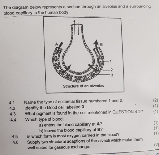 The diagram below represents a section through an alveolus and a surrounding 
blood capillary in the human body. 
Structure of an alveolus 
4.1 Name the type of epithelial tissue numbered 1 and 2. (2) 
4.2 Identify the blood cell labelled 3. (1) 
4.3 What pigment is found in the cell mentioned in QUESTION 4.2? (1) 
4.4 Which type of blood: 
a) enters the blood capillary at A? (1) 
b) leaves the blood capillary at B? (1) 
4.5 In which form is most oxygen carried in the blood? (1) 
4.6 Supply two structural adaptions of the alveoli which make them 
well suited for gaseous exchange. (2)