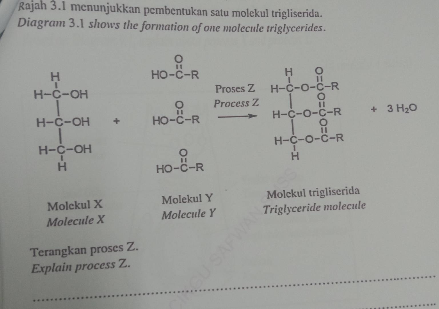 Rajah 3.1 menunjukkan pembentukan satu molekul trigliserida.
Diagram 3.1 shows the formation of one molecule triglycerides.
beginarrayr O HO-C-Rendarray  Promesto 2/Promes =frac 1-n H_M u10-0- 1/20 +3to H_1O
□ 
H=frac (frac 1)^(14)14 b 1- 1/3  14-frac 4 +
11
-IO-dot C-R
Molekul X Molekul Y Molekul trigliserida
Molecule X Molecule Y Triglyceride molecule
Terangkan proses Z.
Explain process Z.