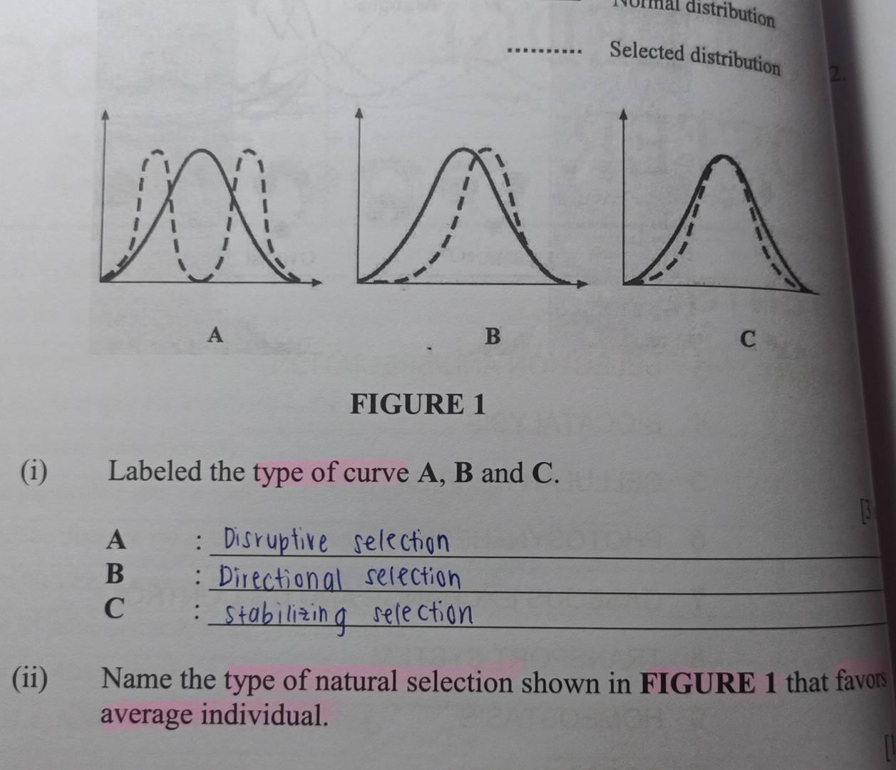 Normal distribution 
_ 
Selected distribution 2. 
A 
B 
C 
FIGURE 1 
(i) Labeled the type of curve A, B and C. 
_ 
A €: 
_ 
B : 
_ 
C 
(ii) Name the type of natural selection shown in FIGURE 1 that favors 
average individual.