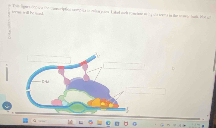 This figure depicts the transcription complex in eukaryotes. Label each structure using the terms in the answer bank. Not all 
terms will be used. 
ξ
5'
3'
DNA
frac 53^
Search 
312 PM