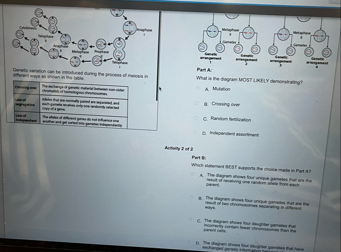 variation can be introduced during the process of meiosis in What is the diagram MOST LIKELY demonstrating?
different ways as shown in the table.
The exchange of genetic material between non-sister A. Mutation
Crossing over chromatids of homologous chromosomes.
Law of Alleles that are normally paired are separated, and B. Crossing over
each gamete receives only one randomly selected
segregation copy of a gene.
Law of The alleles of different genes do not influence one
C. Random fertilization
independent another and get sorted into gametes independently
D. Independent assortment
Activity 2 of 2
Part B:
Which statement BEST supports the choice made in Part A?
A. The diagram shows four unique gametes that are the
result of receiving one random allele from each
parent.
B. The diagram shows four unique gametes that are the
result of two chromosomes separating in different
ways.
C. The diagram shows four daughter gametes that
incorrectly contain fewer chromosomes than the
parent cells.
D. The diagram shows four daughter gametes that have
exchanged genetic information her