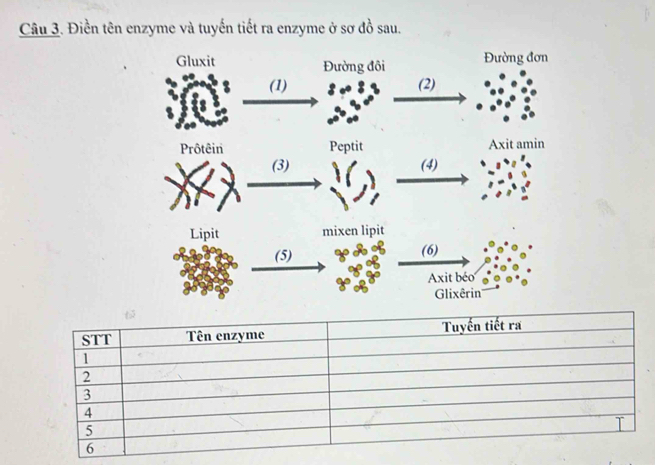 Điền tên enzyme và tuyến tiết ra enzyme ở sơ đồ sau.