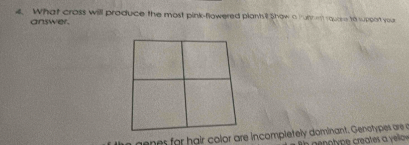 What cross will produce the most pink-flowered plants? Show a Punnert squase to support your 
answer. 
he genes for hair color are incompletely dominant. Genotypes are a 
g otyp creates a law