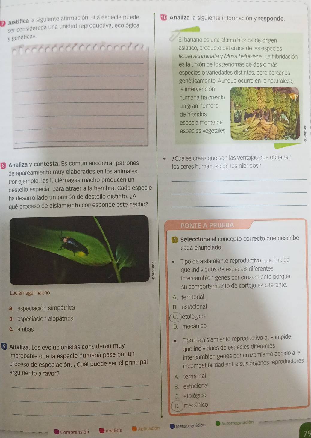 Justifica la siguiente afirmación. «La especie puede 1 Analiza la siguiente información y responde.
ser considerada una unidad reproductiva, ecológica
y genética».
El banano es una planta híbrida de origen
asiático, producto del cruce de las especies
_
Musa acuminata y Musa balbisiana. La hibridación
es la unión de los genomas de dos o más
_especies o variedades distintas, pero cercanas
_
genéticamente. Aunque ocurre en la naturaleza,
la intervención
_
humana ha creado
un gran número
_
de híbridos,
_
especialmente de
especies vegetales
_
¿Cuáles crees que son las ventajas que obtienen
* Analiza y contesta. Es común encontrar patrones
los seres humanos con los híbridos?
de apareamiento muy elaborados en los animales.
Por ejemplo, las luciérnagas macho producen un_
destello especial para atraer a la hembra. Cada especie_
ha desarrollado un patrón de destello distinto. ¿A
qué proceso de aislamiento corresponde este hecho?_
PONTE A PRUEBA
1) Selecciona el concepto correcto que describe
cada enunciado.
Tipo de aislamiento reproductivo que impide
que individuos de especies diferentes
intercambien genes por cruzamiento porque
Luciérnaga macho su comportamiento de cortejo es diferente.
A. territorial
a. especiación simpátrica B. estacional
b. especiación alopátrica C. etológico
c. ambas D. mecánico
9 Analiza. Los evolucionistas consideran muy Tipo de aislamiento reproductivo que impide
improbable que la especie humana pase por un que individuos de especies diferentes
proceso de especiación. ¿Cuál puede ser el principal intercambien genes por cruzamiento debido a la
incompatibilidad entre sus órganos reproductores.
argumento a favor?
A. territorial
_B. estacional
_C. etológico
_
D. mecánico
Comprensión  Análisis Aplicación Metacognición  Autorregulación