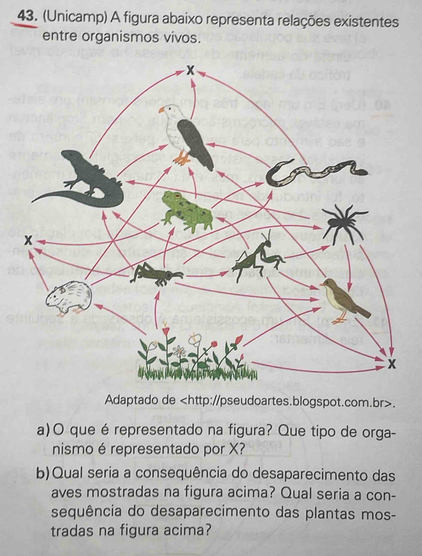 (Unicamp) A figura abaixo representa relações existentes 
entre organismos vivos. 
Adaptado de. 
a)O que é representado na figura? Que tipo de orga- 
nismo é representado por X? 
b)Qual seria a consequência do desaparecimento das 
aves mostradas na figura acima? Qual seria a con- 
sequência do desaparecimento das plantas mos- 
tradas na figura acima?