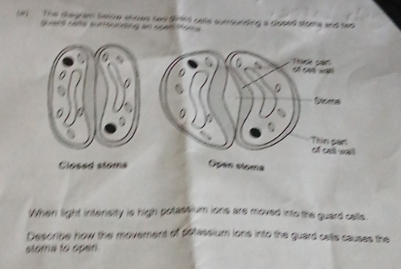 #) The tagram balow shows two driks cale sunounding a dosed sapte and wwo 
Closed stoma 
When light intensity is high potastium ione are moved into the guard calls. 
Describe how the movement of potassium ions into the guard celle causes the 
stoma to open.