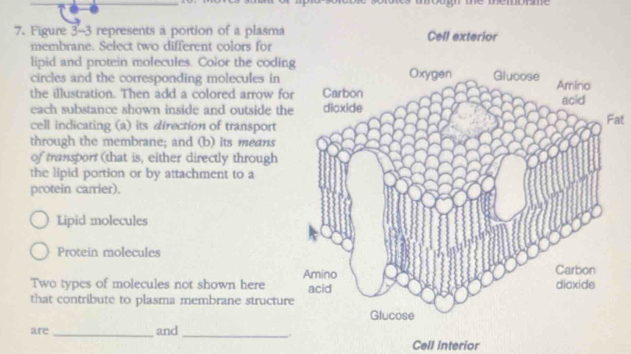 Figure 3-3 represents a portion of a plasma Cell exterior 
membrane. Select two different colors for 
lipid and protein molecules. Color the codin 
circles and the corresponding molecules in 
the illustration. Then add a colored arrow fo 
each substance shown inside and outside th 
cell indicating (a) its direction of transport at 
through the membrane; and (b) its means 
of transport (that is, either directly through 
the lipid portion or by attachment to a 
protein carrier). 
Lipid molecules 
Protein molecules 
Two types of molecules not shown here 
that contribute to plasma membrane structur 
are _and_ 
. 
Cell interior