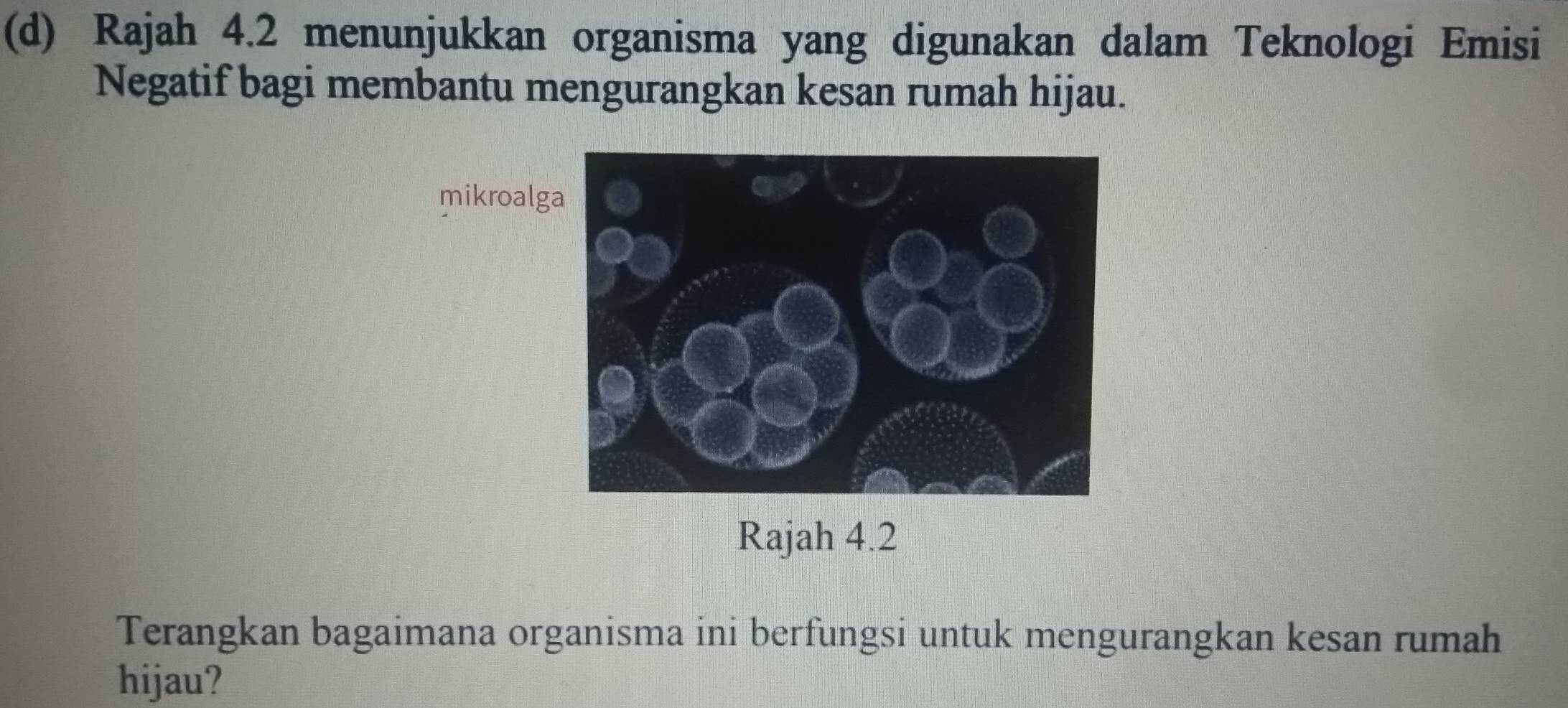 Rajah 4.2 menunjukkan organisma yang digunakan dalam Teknologi Emisi 
Negatif bagi membantu mengurangkan kesan rumah hijau. 
mikroalg 
Rajah 4.2 
Terangkan bagaimana organisma ini berfungsi untuk mengurangkan kesan rumah 
hijau?