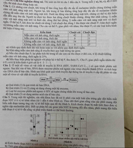 cầu trắc nghiệm đúng sai. Thí sinh trả lời từ câu 1 đến câu 4. Trong mỗi ý a), b), c), đ) ở mời
câu, thí sinh chọn đúng hoặc sai.
Câu I. Có những con chuột, khi trong tế bào tổng hợp đầy đủ sắc tổ melanine khiến chúng không mẫn
cảm với ánh sáng mặt trời. Ngược lại, khi trong tế bảo không tổng hợp đây đủ sắc tổ melanine khiên
chúng rất mẫn cảm với ảnh sáng mặt trời. Dưới tác động của ánh sáng mặt trời, chúng có thể bị đột biển
dẫn đến ung thư đa. Người ta chọn lọc được hai dòng chuột thuân chúng, dòng thứ nhất (dòng 1) mẫn
cảm với ánh sáng mặt trời và đuôi dài, đòng thứ hai (đòng 2) mần cảm với ánh sáng mặt trời và đuôi
ngăn. Ở thể hệ P, khi đem lai chuột cái dòng 2 với chuột đực đòng 1 thu được các chuột F_1
và không mẫn cảm với ánh sáng. Cho các cá thể F_1 giao phối với nhau, thu được F_2 có các loại kiểu hình toàn đuôi ngắn
thể hiện ở b
a) Allele quy định đuôi dài trội hoàn toàn so với allele quy định đuôi ngắn.
b) Khá năng mẫn cảm ánh sáng di truyền theo quy luật tương tác gene.
e) Nếu cho chuột đực F_1 lai phân tích thì trong số các con cái thu được ở đời con, tí lệ chuột không
mẫn cảm với ảnh sáng, đuôi ngắn là 25%.
đ) Nếu thực hiện phép lai nghịch với phép lai ở thế hệ P, thu được F_1. Cho F_1
F_2 có tí lệ kiểu hình ở giới cái là 4:3:1:1. giao phối ngẫu nhiên thì
Câu 2. Ở một số virus có vật chất di truyền là RNA (HIV, SARS-CoV-2,...) có quá trình phiên mã
ngược. Sau khi vào tế bào, RNA được enzyme phiên mã ngược của virus chuyên thành DNA và tích hợp
vào DNA của tế bảo chủ. Hình sau khái quát quá trình truyền đạt thông tin di truyền ở cấp độ phân tứ của
một số virus có vật chất di truyền là RNA.
DNA (1)
RNA (3)
Protein
a) Quá trình (1) là quá trình tái bản DNA, (2
b) Quá trình (1) và (2) cùng sử dụng chung một hệ enzyme.
e) Loại bỏ enzyme phiên mã ngược ở HIV sẽ ngăn chủng nhân lên trong tế bào chủ.
d) Quá trình (3) sử dụng amino acid của tế bào chủ.
Câu 3. Trong một thí nghiệm, các nhà khoa học đã xử lý phối của một loài côn trùng gây đột biển mắt
đoạn NST ở 6 vị trí khác nhau (từ 1 đến 6 như Hình a). Theo dõi thời gian sống của các phối mang đột
biển mắt đoạn tương ứng các vị trí thể hiện qua đồ thị Hình b. Kích thước đoạn bị mắt tính theo đơn vị
nghin cập nucleotide (kb). Biết sự phân bố các gene trên NST là tương đối đều nhau, phôi mang đột biển
mắt đoạn ở vị trí 6 vẫn sống và phát triển thành cơ thể bình thường.
30
2 1 > 20
A 3
4
4
10
2 5
5 1
0 0.5 1 1.5 2 2,5 3
Kích thước đoạn nhiễm sắc thể bị mất (kb)
Hinh a Hình b
a) Kích thước đoạn NST bị mắt càng lớn thì thời gian sống của phối cảng tăng.
b) Thời gian sống của nhỏi tăng