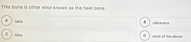 This bone is other wise known as the heel bone.
A talus B calcaneus
c  tibia none of the above
D )