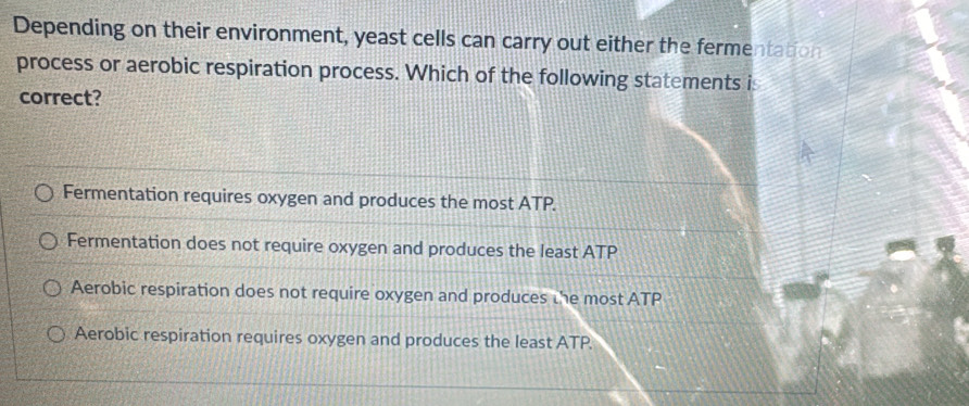 Depending on their environment, yeast cells can carry out either the fermentation
process or aerobic respiration process. Which of the following statements is
correct?
Fermentation requires oxygen and produces the most ATP.
Fermentation does not require oxygen and produces the least ATP
Aerobic respiration does not require oxygen and produces the most ATP
Aerobic respiration requires oxygen and produces the least ATP