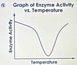 Graph of Enzyme Activity 
vs. Temperature 
Temperature