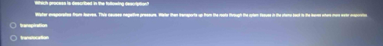 Which process is described in the following description?
Water evaporates from leaves. This causes negative pressure. Water then tranaports up from the roots through the xylum lissues in the stems beck to the leaves where more water evaporates
transpiration
franslocation