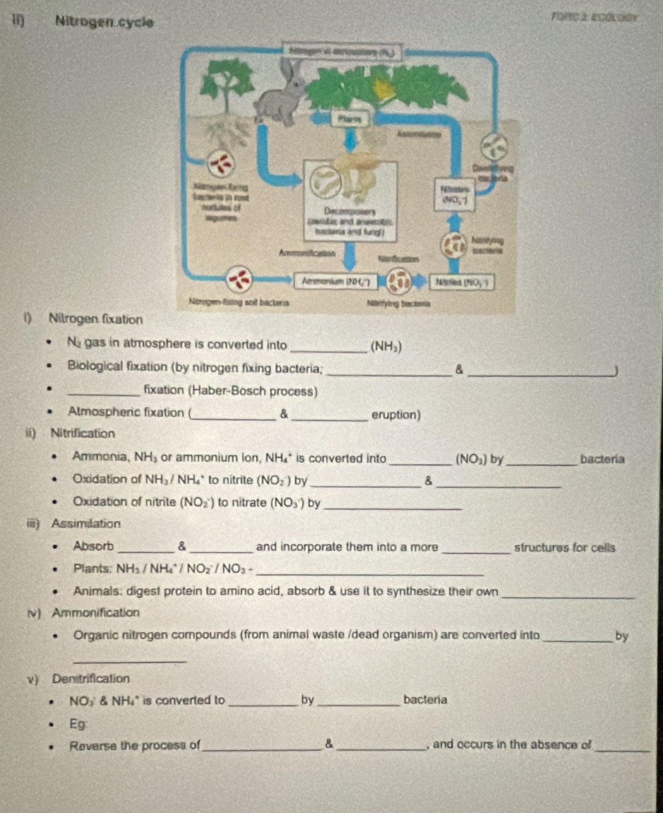 ii) Nitrogen cycle romo a. ecdcode 
i) Nilrogen fixation 
N gas in atmosphere is converted into _ (NH_3)
Biological fixation (by nitrogen fixing bacteria; _& _) 
_fixation (Haber-Bosch process) 
Almospheric fixation (_ & eruption) 
ii) Nitrification 
Ammonia, NH_3 or ammonium ion, NH₄ * is converted into _ (NO_2) by_ bacteria 
Oxidation of NH_3 / NH₄ * to nitrite (NO_2^(-) by_ &_ 
Oxidation of nitrite (NO_2^-) to nitrate (NO_3^-) by_ 
iii) Assimilation 
_ 
Absorb _& _and incorporate them into a more structures for cells 
_ 
Plants: NH₃ / NH4* / NO₂ / NO_3)-
Animals: digest protein to amino acid, absorb & use it to synthesize their own_ 
v) Ammonification 
Organic nitrogen compounds (from animal waste /dead organism) are converted into by 
_ 
v) Den trification
NO₃& NH₄" is converted to by _bacteria 
Eg: 
Reverse the process of &_ , and occurs in the absence of_