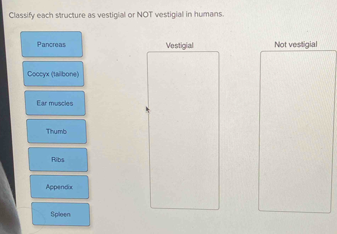 Solved: Classify each structure as vestigial or NOT vestigial in humans ...