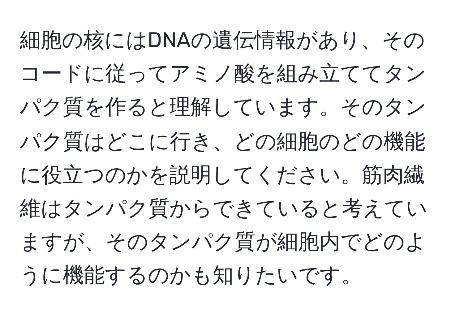 細胞の核にはDNAの遺伝情報があり、そのコードに従ってアミノ酸を組み立ててタンパク質を作ると理解しています。そのタンパク質はどこに行き、どの細胞のどの機能に役立つのかを説明してください。筋肉繊維はタンパク質からできていると考えていますが、そのタンパク質が細胞内でどのように機能するのかも知りたいです。