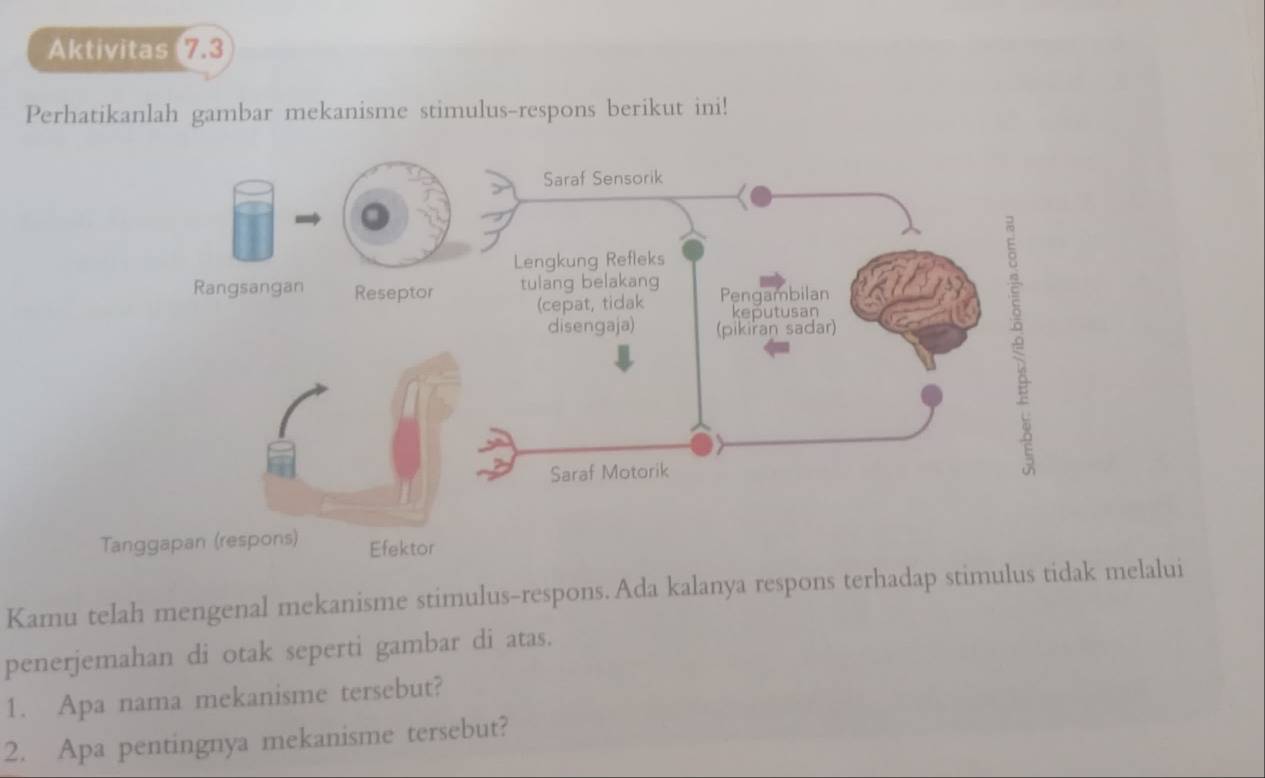 Aktivitas 7.3 
Perhatikanlah gambar mekanisme stimulus-respons berikut ini! 
Tanggapa Efektor 
Kamu telah mengenal mekanisme stimulus-respons.Ada kalanya respons terhadap stimulus tidak melalui 
penerjemahan di otak seperti gambar di atas. 
1. Apa nama mekanisme tersebut? 
2. Apa pentingnya mekanisme tersebut?