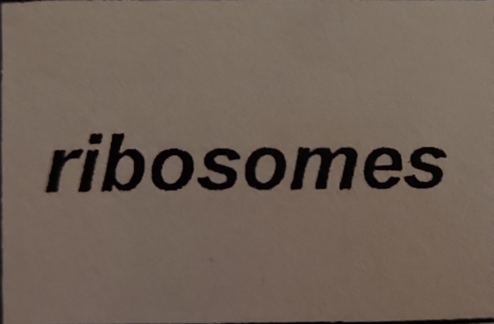 ribosomes