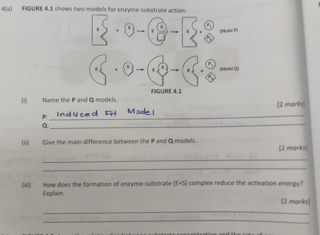 4(a) FIGURE 4.1 shows two models for enzyme-substrate action. 
(i) Name the P and Q models. 
[2 marks]
P : 
_
Q : 
_ 
(ii) Give the main difference between the P and Q models. 
[2 marks] 
_ 
_ 
(iii) How does the formation of enzyme-substrate (E+S) I complex reduce the activation energy? 
Explain. 
[2 marks] 
_ 
_