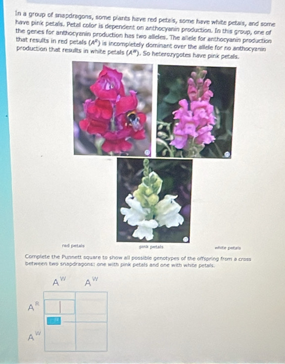 In a group of snapdragons, some plants have red petals, some have white petais, and some 
have pink petals. Petal color is dependent on anthocyanin production. In this group, one of 
the genes for anthocyanin production has two alleles. The allele for anthocyanin production 
that results in red petals (A^R) is incompletely dominant over the allele for no anthocyanin 
production that results in white petals (A^(iv)). So heterozygotes ha 
r 
Complete the Punnett square to show all possible genotypes of the offspring from a cross 
between two snapdragons: one with pink petals and one with white petals.
A^w A^w
A^R
A^w