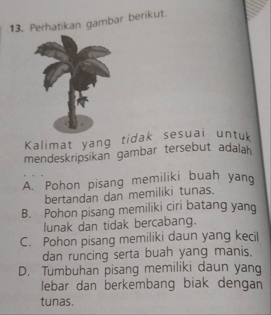 Perhatikan gambar berikut.
Kalimat yang tidak sesuai untuk
mendeskripsikan gambar tersebut adalah
A. Pohon pisang memiliki buah yang
bertandan dan memiliki tunas.
B. Pohon pisang memiliki ciri batang yang
lunak dan tidak bercabang.
C. Pohon pisang memiliki daun yang kecil
dan runcing serta buah yang manis.
D. Tumbuhan pisang memiliki daun yang
lebar dan berkembang biak dengan
tunas.