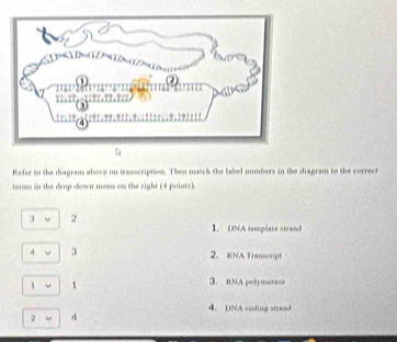 Refer to the diagram above on trasscription. Then match the label numbers in the diagram to the correct 
terms in the deop-down meew on the right (4 points). 
a 2
1. DNA template strand 
4 3 2. RNA Transcript 
、 1
3. RNA polymerase 
4. DNA coding strand 
2 4