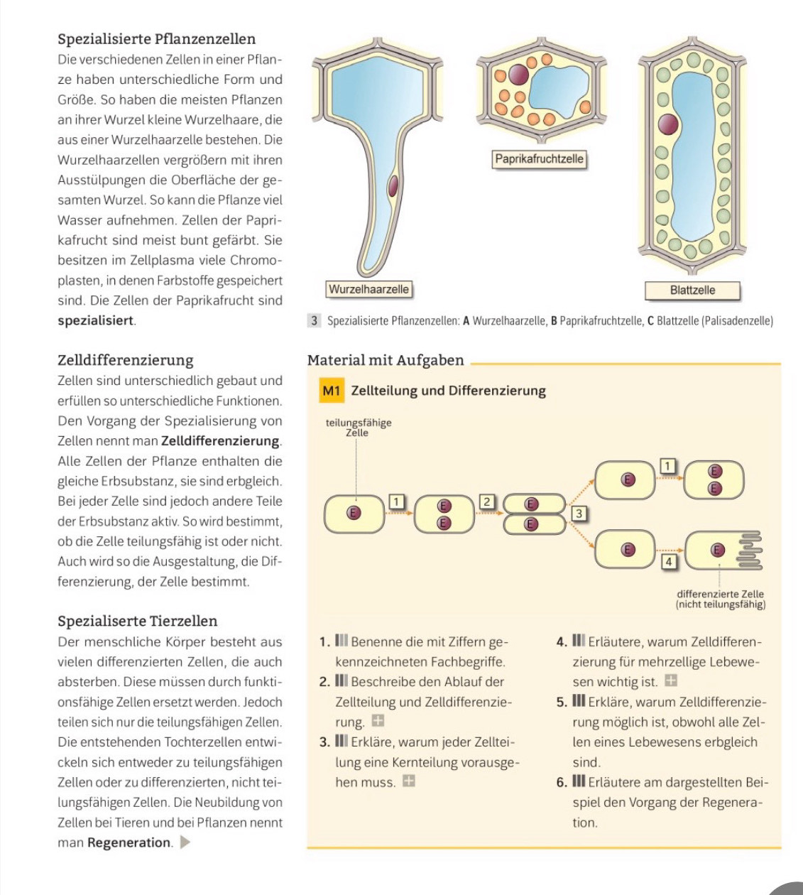 Spezialisierte Pflanzenzellen
Die verschiedenen Zellen in einer Pflan-
ze haben unterschiedliche Form und
Größe. So haben die meisten Pflanzen
an ihrer Wurzel kleine Wurzelhaare, die
aus einer Wurzelhaarzelle bestehen. Die
Wurzelhaarzellen vergrößern mit ihren Paprikafruchtzelle
Ausstülpungen die Oberfläche der ge-
samten Wurzel. So kann die Pflanze viel
Wasser aufnehmen. Zellen der Papri-
kafrucht sind meist bunt gefärbt. Sie
besitzen im Zellplasma viele Chromo-
plasten, in denen Farbstoffe gespeichert Wurzelhaarzelle
sind. Die Zellen der Paprikafrucht sind
spezialisiert. 3 Spezialisierte Pflanzenzellen: A Wurzelhaarzelle, B Paprikafruchtzelle, C Blattzelle (Palisadenzelle)
Zelldifferenzierung Material mit Aufgaben
Zellen sind unterschiedlich gebaut und M1 Zellteilung und Differenzierung
erfüllen so unterschiedliche Funktionen.
Den Vorgang der Spezialisierung von
Zellen nennt man Zelldifferenzierung.
Alle Zellen der Pflanze enthalten die
gleiche Erbsubstanz, sie sind erbgleich.
Bei jeder Zelle sind jedoch andere Teile
der Erbsubstanz aktiv. So wird bestimmt,
ob die Zelle teilungsfähig ist oder nicht.
Auch wird so die Ausgestaltung, die Dif-
ferenzierung, der Zelle bestimmt.
Spezialiserte Tierzellen
Der menschliche Körper besteht aus 1. € Benenne die mit Ziffern ge- 4.  Erläutere, warum Zelldifferen-
vielen differenzierten Zellen, die auch kennzeichneten Fachbegriffe. zierung für mehrzellige Lebewe-
absterben. Diese müssen durch funkti- 2. € Beschreibe den Ablauf der sen wichtig ist.
onsfähige Zellen ersetzt werden. Jedoch Zellteilung und Zelldifferenzie- 5. I Erkläre, warum Zelldifferenzie-
teilen sich nur die teilungsfähigen Zellen. rung. rung möglich ist, obwohl alle Zel-
Die entstehenden Tochterzellen entwi- 3.  Erkläre, warum jeder Zelltei- len eines Lebewesens erbgleich
ckeln sich entweder zu teilungsfähigen lung eine Kernteilung vorausge- sind.
Zellen oder zu differenzierten, nicht tei- hen muss. 6.  Erläutere am dargestellten Bei-
lungsfähigen Zellen. Die Neubildung von spiel den Vorgang der Regenera-
Zellen bei Tieren und bei Pflanzen nennt tion.
man Regeneration.