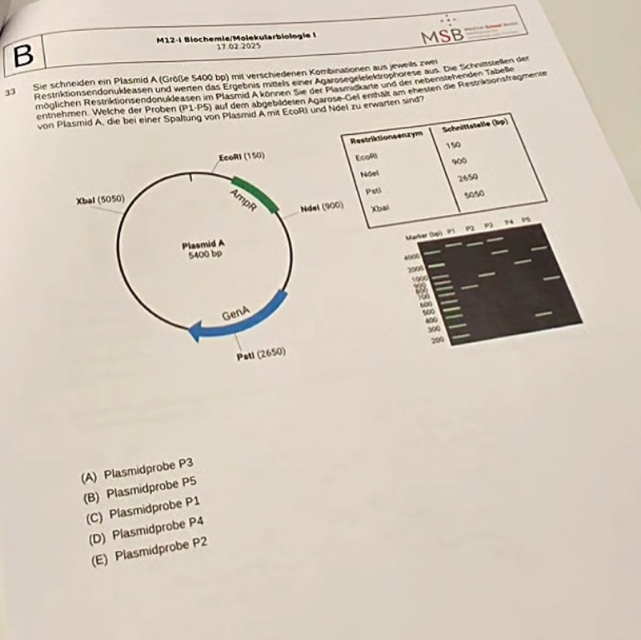 M12-I Biochemie/Molekularbiologie | 17.02.2025
MSB
33 Sie schneiden ein Plasmid A (Größe 5400 bp) mit verschiedenen Kombinationen aus jeweils zwei
Restriktionsendonukleasen und wenen das Ergebnis mittels einer Ägarosegelelektrophorese aus. Die Schnittstellen der
möglichen Restriktionsendonukdeasen im Plasmid A können Sie der Plasmidkarte und der nebenstehenden Tabeße
entnehmen. Welche der Proben (P1· P5) auf dem abgebildeten AgaroseGel enthält am ehesten die Flesträsonsfragmente
von Plasmid A. die bei einer Spaltung von Plasmid A mit EcoRI und Ndei zu erwarten sind?
estriktionsenzym Schnittstelle (bp)
150
EcoRI 900
Nóel
Pstl 2650
Xbai sos0
Marker (lgi) P1 P2 P3 P4 PS
4000
2906
1900
8
500 400
300
200
(A) Plasmidprobe P3
(B) Plasmidprobe P5
(C) Plasmidprobe P1
(D) Plasmidprobe P4
(E) Plasmidprobe P2