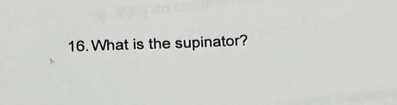 What is the supinator?