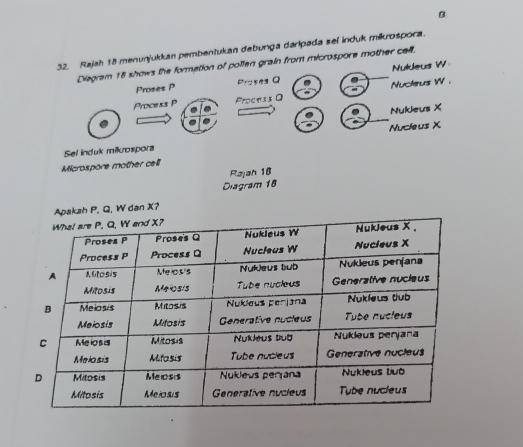 Rajah 18 menunjukkan pembentukan debunga daripada sel induk mikrospora.
Diegram 18 shows the formetion of pollen grain from microspore mother call.
Nuldeus W
Proses P Prosea Q
Nucterus W.
Process P Process0
Nukleus X
Sel induk mikrospora Nucleus X
Microspore mother cell
Rajah 18
Diagram 18
P, Q, W dan X?