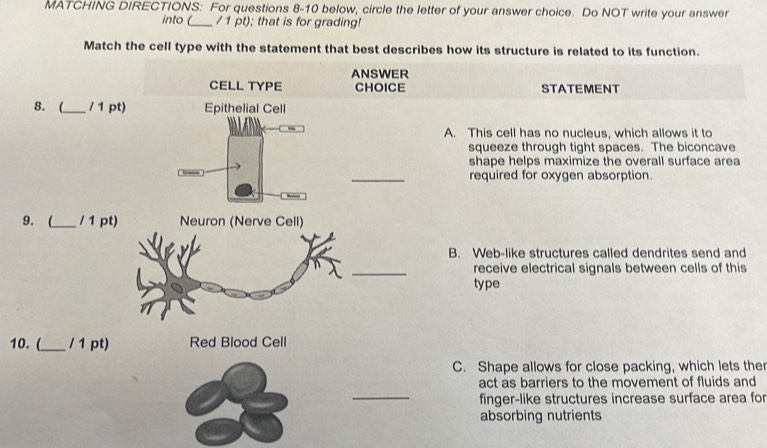 MATCHING DIRECTIONS: For questions 8-10 below, circle the letter of your answer choice. Do NOT write your answer
into (_ / 1 pt); that is for grading!
Match the cell type with the statement that best describes how its structure is related to its function.
ANSWER
CELL TYPE CHOICE STATEMENT
8. (_ / 1 pt) Epithelial Cell
A. This cell has no nucleus, which allows it to
squeeze through tight spaces. The biconcave
shape helps maximize the overall surface area
_
required for oxygen absorption.
9. (_ / 1 pt) Neuron (Nerve Cell)
B. Web-like structures called dendrites send and
_
receive electrical signals between cells of this
type
10. (_ / 1 pt) Red Blood Cell
C. Shape allows for close packing, which lets ther
_
act as barriers to the movement of fluids and
finger-like structures increase surface area for
absorbing nutrients