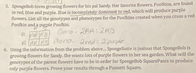 SpongeBob loves growing flowers for his pal Sandy. Her favorite flowers, Poofkins, are found 
in red, blue and purple. Blue is incompletely dominant to red, which will produce purple 
flowers. List all the genotypes and phenotypes for the Poofkins created when you cross a red 
Poofkin and a purple Poofkin. 
6. Using the information from the problem above... SpongeSusie is jealous that SpongeBob is 
growing flowers for Sandy. She wants lots of purple flowers in her sea garden. What will the 
genotypes of the parent flowers have to be in order for SpongeBob SquarePants to produce 
only purple flowers. Prove your results through a Punnett Square.