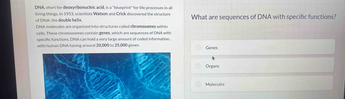 DNA, short for deoxyribonucleic acid, is a "blueprint" for life processes in all 
living things. In 1953, scientists Watson and Crick discovered the structure What are sequences of DNA with specific functions? 
of DNA: the double helix. 
DNA molecules are organized into structures called chromosomes within 
cells. These chromosomes contain genes, which are sequences of DNA with 
specific functions. DNA can hold a very large amount of coded information, 
with human DNA having around 20,000 to 25,000 genes. Genes 
Organs 
Molecules