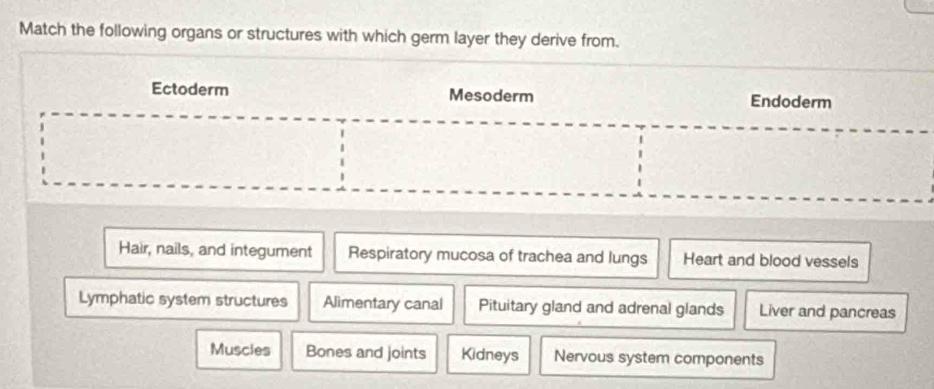 Match the following organs or structures with which germ layer they derive from. 
Ectoderm Mesoderm Endoderm 
Hair, nails, and integument Respiratory mucosa of trachea and lungs Heart and blood vessels 
Lymphatic system structures Alimentary canal Pituitary gland and adrenal glands Liver and pancreas 
Muscies Bones and joints Kidneys Nervous system components