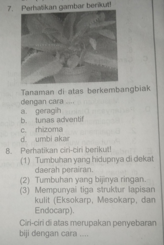 rhatikan gambar berikut!
Tanaman di atas berkembangbiak
dengan cara ....
a. geragih
b. tunas adventif
c. rhizoma
d. umbi akar
8. Perhatikan ciri-ciri berikut!
(1) Tumbuhan yang hidupnya di dekat
daerah perairan.
(2) Tumbuhan yang bijinya ringan.
(3) Mempunyai tiga struktur lapisan
kulit (Eksokarp, Mesokarp, dan
Endocarp).
Ciri-ciri di atas merupakan penyebaran
biji dengan cara ....