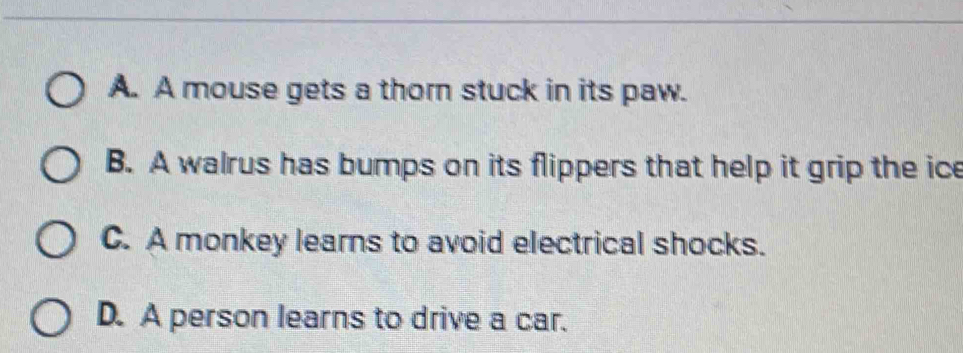 A. A mouse gets a thorn stuck in its paw.
B. A walrus has bumps on its flippers that help it grip the ice
C. A monkey learns to avoid electrical shocks.
D. A person learns to drive a car.