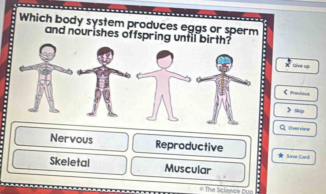 Which body system produces eggs or sperm
and nourishes offspring until birth?
Give up
Previous
Skip
Overview
Nervous Reproductive
Save Card
Skeletal Muscular
The Science Duo