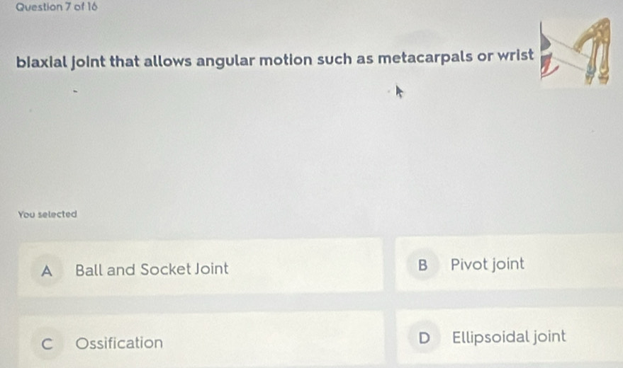 biaxial joint that allows angular motion such as metacarpals or wrist
You selected
A Ball and Socket Joint B Pivot joint
C Ossification D Ellipsoidal joint