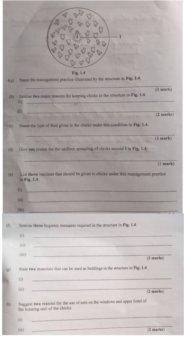 4(a) Name the management practice illustrated by the structure in Fig. 1.4. 
_ 
(1 mark) 
_ 
(b) ltemise two major reasons for keeping chicks in the structure in Fig. 1.4. 
(i) 
(ii)_ 
(2 marks) 
(c) Name the type of feed given to the chicks under this condition in Fig. 1.4. 
_ 
(1 mark) 
(d) Give one reason for the uniform spreading of chicks around I in Fig. 1.4. 
_ 
(1 mark) 
(e) List three vaccines that should be given to chicks under this management practice 
in Fig. 1.4. 
(1_ 
(ii)_ 
(iii)_ 
(f) ltemise three hygienic measures required in the structure in Fig. 1.4. 
(i) 
_ 
(ii) 
_ 
(iii)_ 
(3 marks) 
(g) State two materials that can be used as beddings in the structure in Fig. 1.4. 
(i) 
_ 
(ii) 
_ 
(2 marks) 
(h) Suggest two reasons for the use of nets on the windows and upper lintel of 
the housing unit of the chicks. 
(i) 
_ 
_ 
(ii) (2 marks)