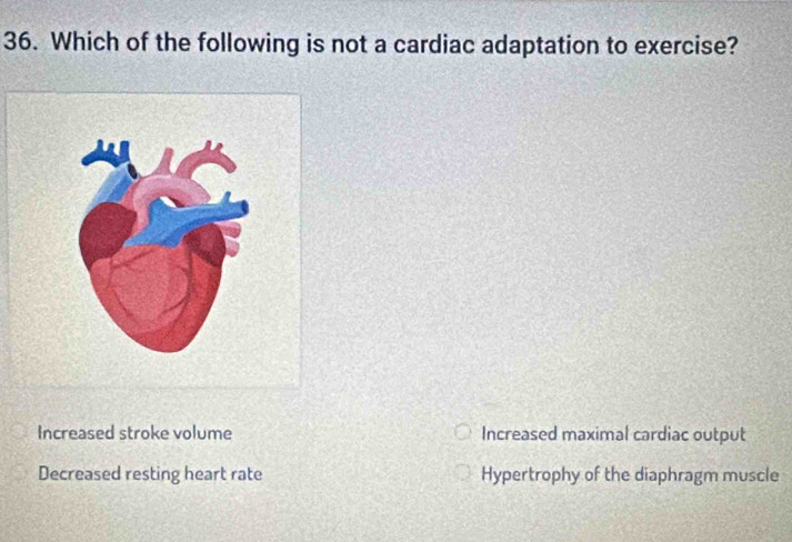 Which of the following is not a cardiac adaptation to exercise?
Increased stroke volume Increased maximal cardiac output
Decreased resting heart rate Hypertrophy of the diaphragm muscle