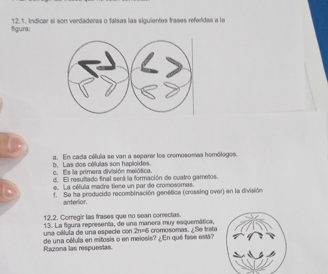 Indicar si son verdaderas o falsas las siguientes frases referidas a la 
figura: 
a. En cada célula se van a separar los cromosomas homólogos. 
b. Las dos células son haploides. 
c. Es la primera división meiótica. 
d. El resultado final será la formación de cuatro gametos. 
e. La célula madre tiene un par de cromosomas. 
f. Se ha producido recombinación genética (crossing over) en la división 
anterior. 
12.2. Corregir las frases que no sean correctas. 
13. La figura representa, de una manera muy esquemática, 
una célula de una especie con 2n=6 cromosomas. ¿Se trata 
de una célula en mitosis o en meiosis? ¿En qué fase está? 
Razona las respuestas.