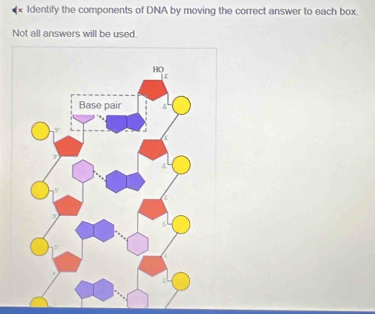 Solved: (x Identify the components of DNA by moving the correct answer ...