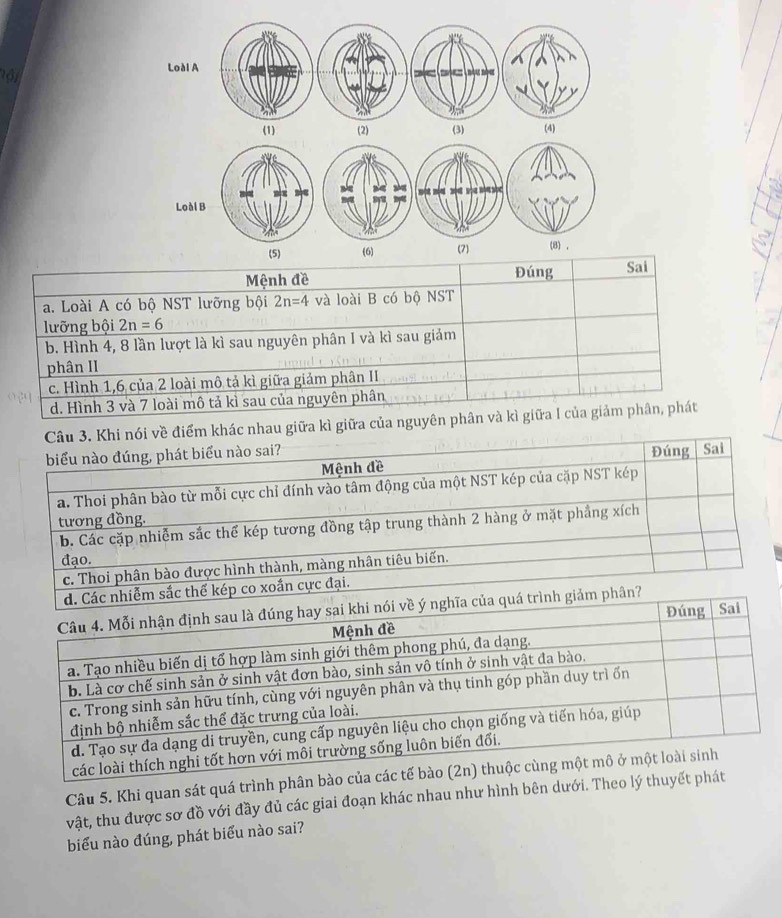 Loài A
ộ
=
(1) (2) (3) (4)
Loài B
(5) (6) (7) (8) ,
Mệnh đề Đúng Sai
a. Loài A có bộ NST lưỡng bội 2n=4 và loài B có bộ NST
lưỡng bội 2n=6
b. Hình 4, 8 lần lượt là kì sau nguyên phân I và kì sau giảm
phân II
c. Hình 1, 6 của 2 loài mô tả kì giữa giảm phân II
d. Hình 3 và 7 loài mô tả kì sau của nguyên phân
Câu 3. Khi nói về điểm khác nhau giữa kì giữa của nguyên phân và kì giữa I của giảm phân, phát
biểu nào đúng, phát biểu nào sai? Đúng Sai
Mệnh đề
a. Thoi phân bào từ mỗi cực chỉ đính vào tâm động của một NST kép của cặp NST kép
tương đồng.
b. Các cặp nhiễm sắc thể kép tương đồng tập trung thành 2 hàng ở mặt phầng xích
đạo.
c. Thoi phân bào được hình thành, màng nhân tiêu biến.
thể kép co xoắn cực đại.
n?
Câu 5. Khi quan sát quá trình phân bào
vật, thu được sơ đồ với đầy đủ các giai đoạn khác nhau như hình bên dưới. Theo lý thuy
biểu nào đúng, phát biểu nào sai?