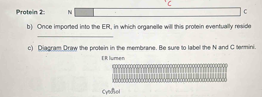 Protein 2: N C 
b) Once imported into the ER, in which organelle will this protein eventually reside 
_ 
c) Diagram Draw the protein in the membrane. Be sure to label the N and C termini. 
ER lumen 
Cytosol