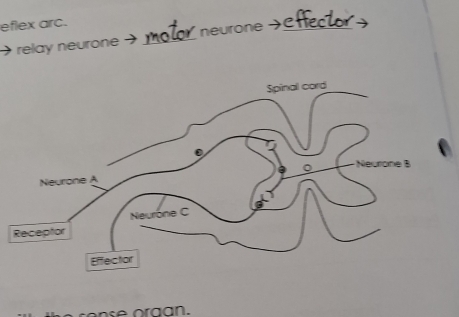 eflex arc. 
relay neurone _neurone _ 
en se oraan.