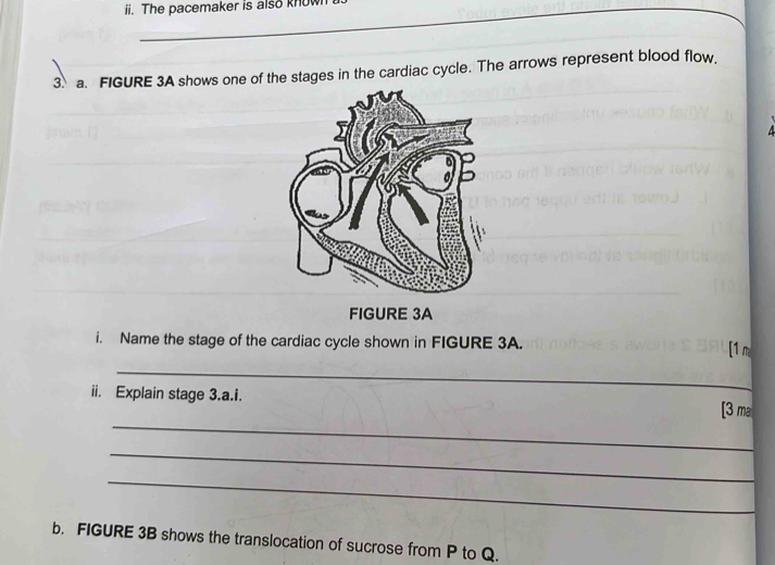 The pacemaker is also kno 
_ 
_ 
_ 
_ 
3 a. FIGURE 3A shows one of the stages in the cardiac cycle. The arrows represent blood flow. 
FIGURE 3A 
i. Name the stage of the cardiac cycle shown in FIGURE 3A. [1 m 
_ 
_ 
ii. Explain stage 3.a.i. [3 ma 
_ 
_ 
b. FIGURE 3B shows the translocation of sucrose from P to Q.