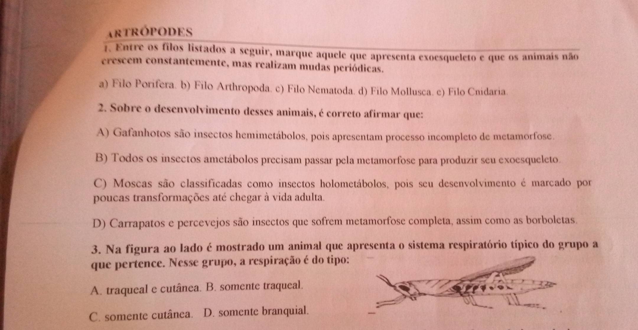 artrópodes
. Entre os filos listados a seguir, marque aquele que apresenta exoesqueleto e que os animais não
crescem constantemente, mas realizam mudas periódicas.
a) Filo Porifera. b) Filo Arthropoda. c) Filo Nematoda. d) Filo Mollusca. c) Filo Cnidaria.
2. Sobre o desenvolvimento desses animais, é correto afirmar que:
A) Gafanhotos são insectos hemimetábolos, pois apresentam processo incompleto de metamorfose.
B) Todos os insectos ametábolos precisam passar pela metamorfose para produzir seu exoesqueleto.
C) Moscas são classificadas como insectos holometábolos, pois seu desenvolvimento é marcado por
poucas transformações até chegar à vida adulta.
D) Carrapatos e percevejos são insectos que sofrem metamorfose completa, assim como as borboletas.
3. Na figura ao lado é mostrado um animal que apresenta o sistema respiratório típico do grupo a
que pertence. Nesse grupo, a respiração é do tipo:
A. traqueal e cutânea. B. somente traqueal.
C. somente cutânea. D. somente branquial.