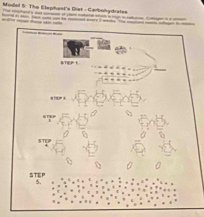 Model 5: The Elephant's Diet - Carbohydrates 
The elephant's diet consists of plant material which is high in collulose. Collagan is a orion 
found in sion. 8kin cells can be reptaced every 2 weaks. The elechent needs coffagen ts resisce 
and/or repair these skin cells